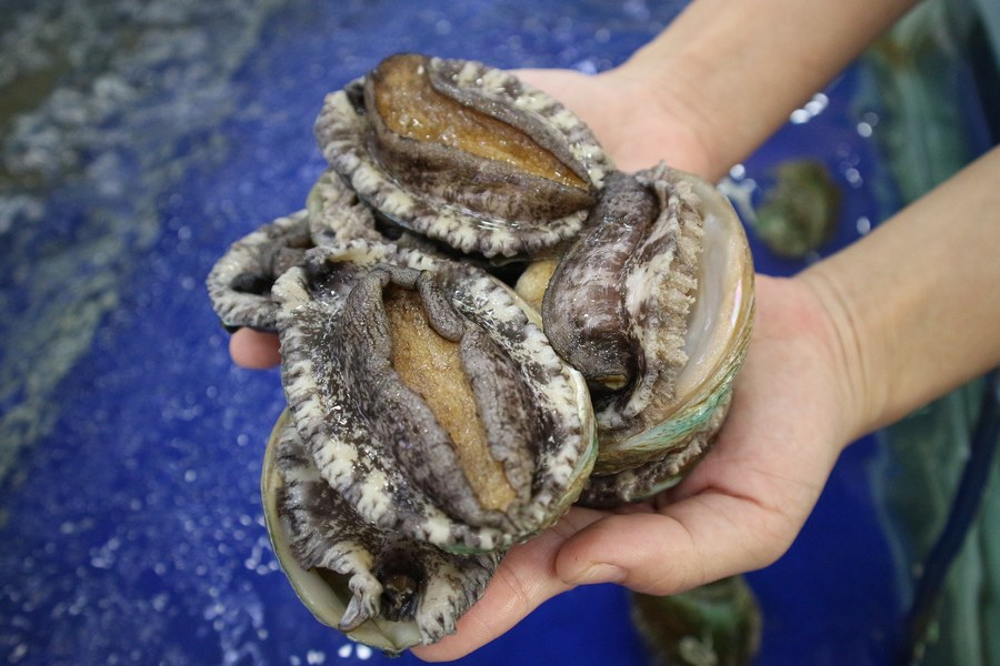 Abalone on rocky reef near Melbourne