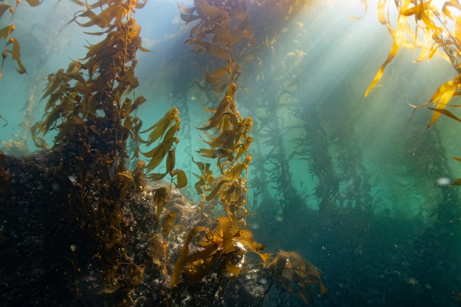 Golden kelp forest with sunlight streaming through temperate water