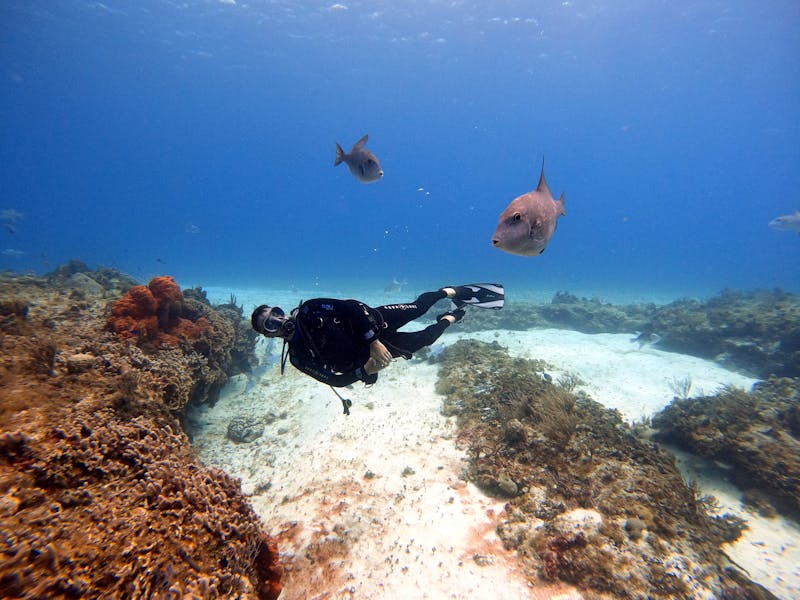 Scuba diver swimming with fish over a shallow reef