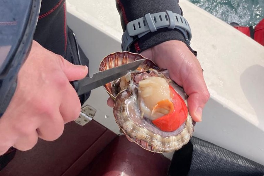 Fresh scallop being shucked on a dive boat in Port Phillip Bay