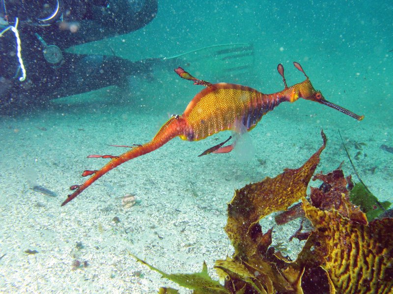 Weedy Seadragon swimming underwater